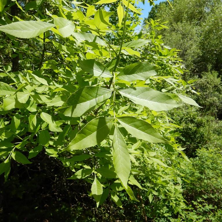 Leprechaun Green Ash (Fraxinus pennsylvanica 'Leprechaun') plant — close-up photo