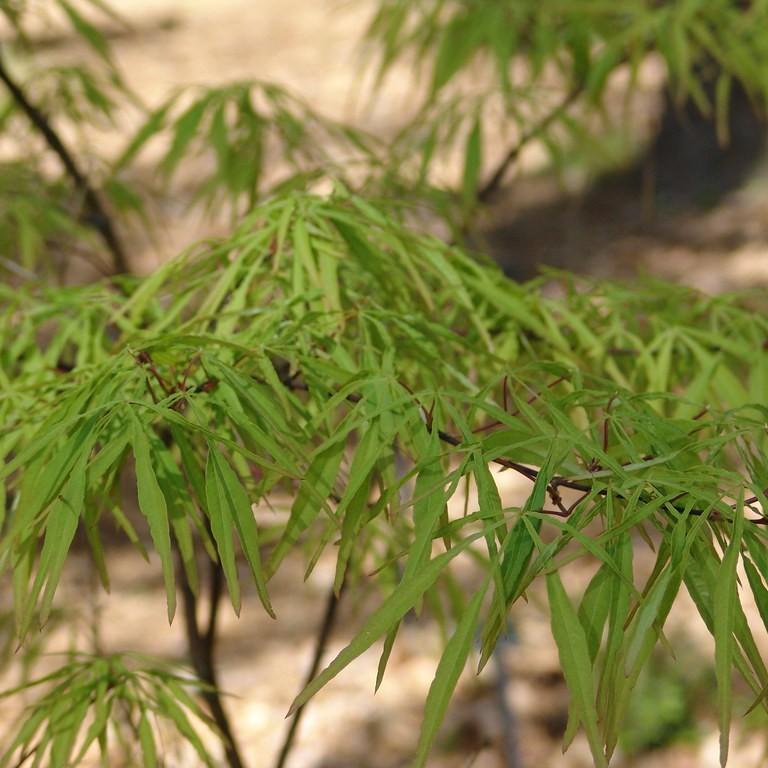 Linearilobum Japanese Maple (Acer palmatum 'Linearilobum') plant — close-up photo