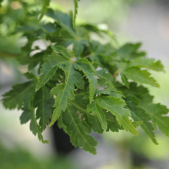 Lions Head Japanese Maple (Acer palmatum 'Shishigashira') plant — close-up photo