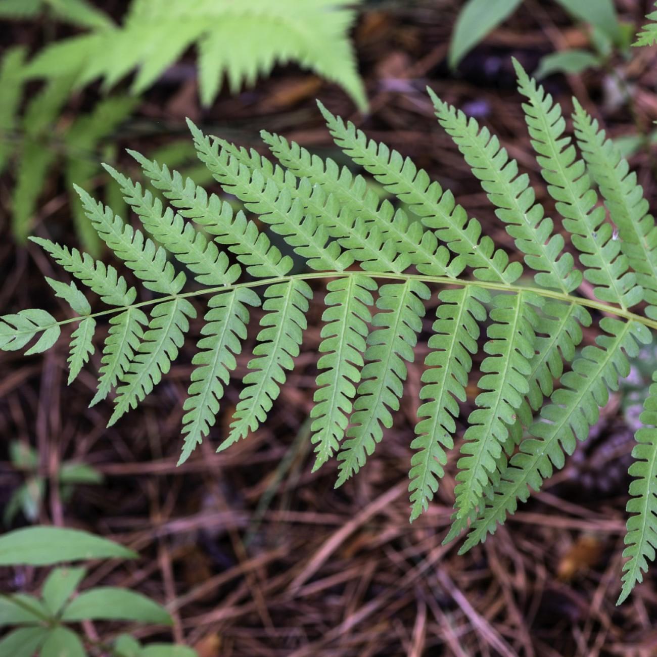 log fern (Dryopteris celsa) plant — close-up photo