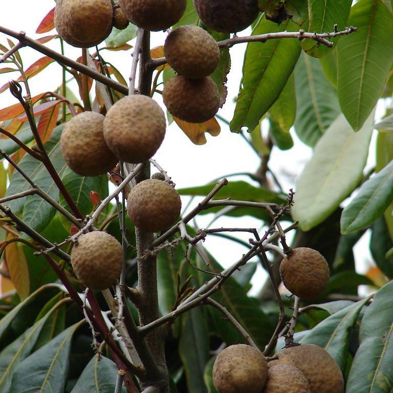 longan (Dimocarpus longan) plant — close-up photo