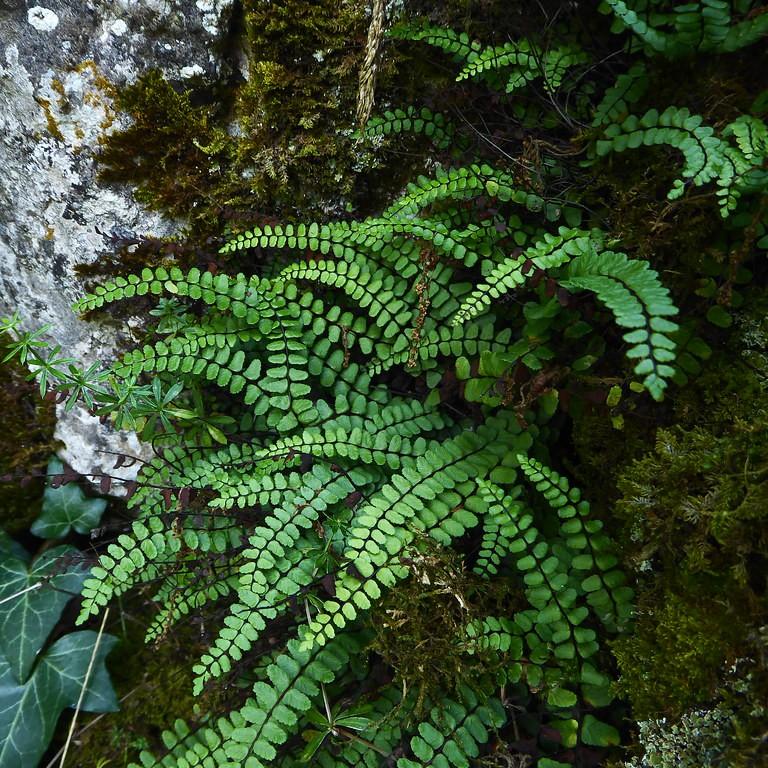 maidenhair spleenwort (Asplenium trichomanes) plant — close-up photo