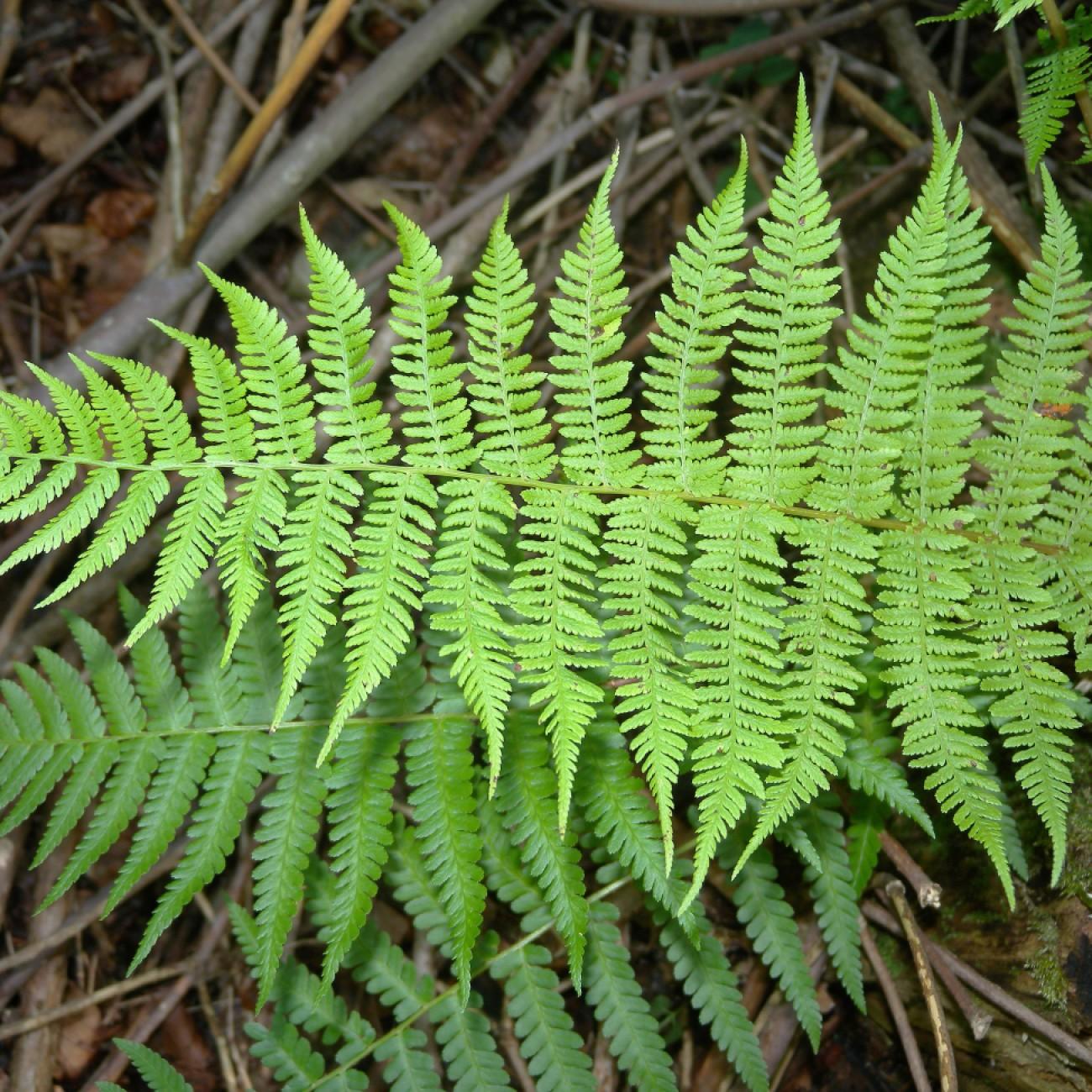 male fern (Dryopteris filix-mas 'Barnesii') plant — close-up photo
