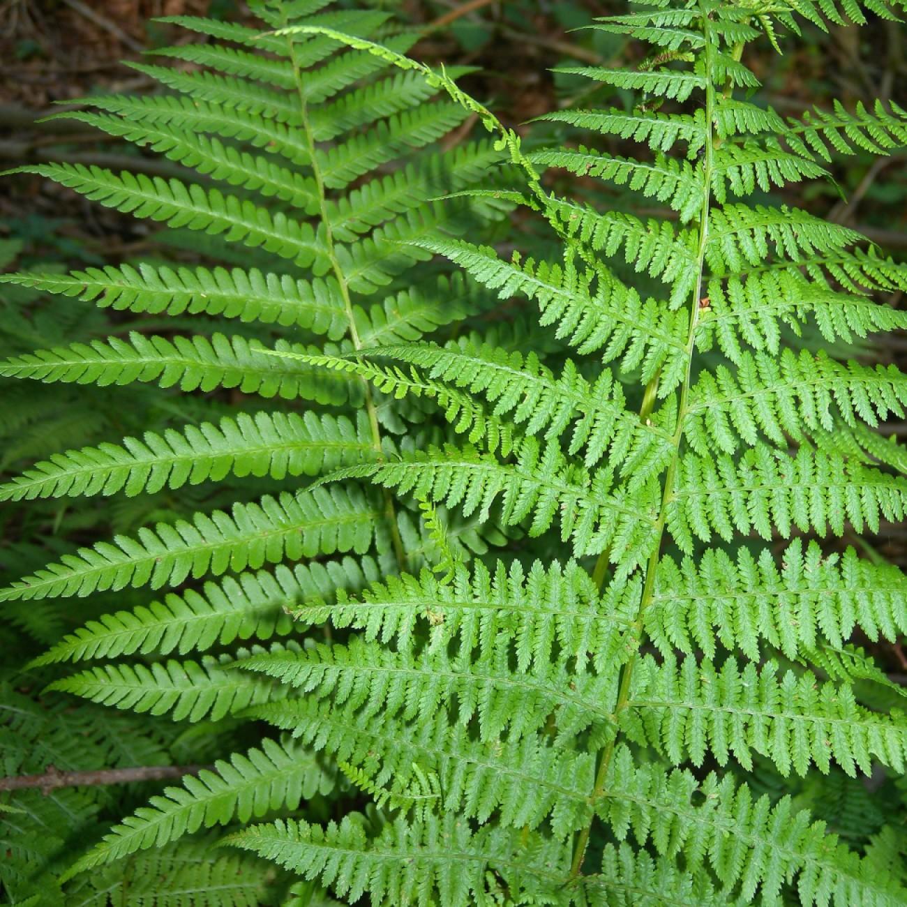 male fern (Dryopteris filix-mas 'Crispatissima') plant — close-up photo