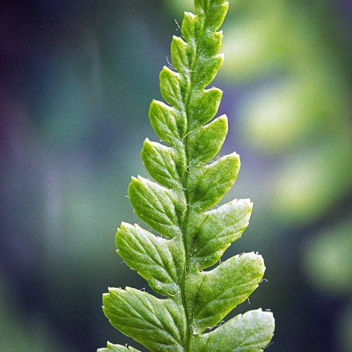 male fern (Dryopteris filix-mas 'Grandiceps Wills') plant — close-up photo