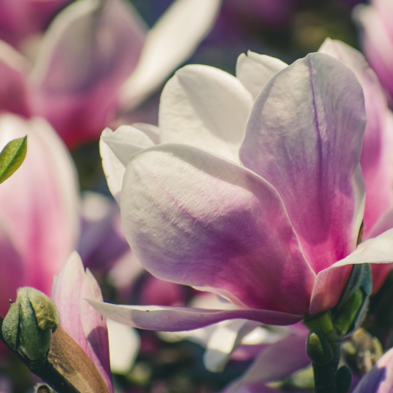 Marilyn Magnolia (Magnolia 'Marilyn') plant — close-up photo