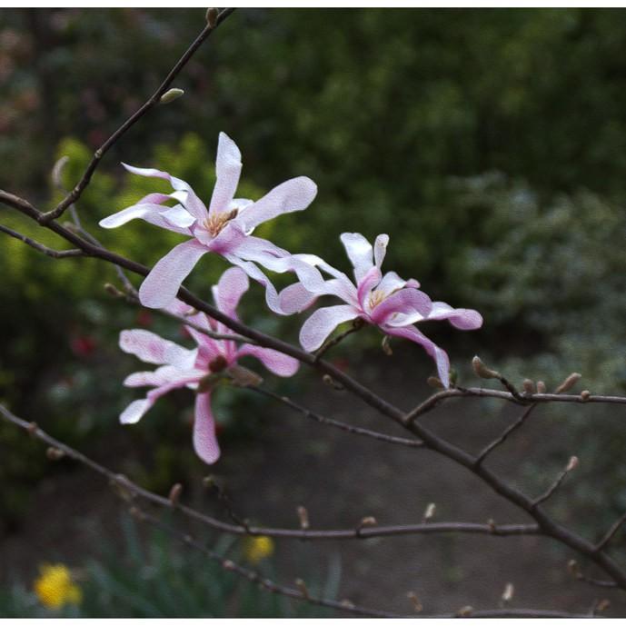 Merrill Magnolia (Magnolia x loebneri 'Merrill') plant — close-up photo