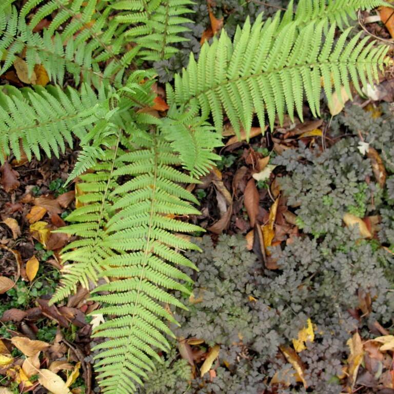 Mexican male fern (Dryopteris pseudofilix-mas) plant — close-up photo