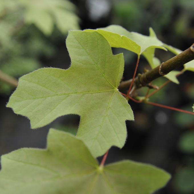Mocha Rose Big Leaf Maple (Acer macrophyllum 'Mocha Rose') plant — close-up photo