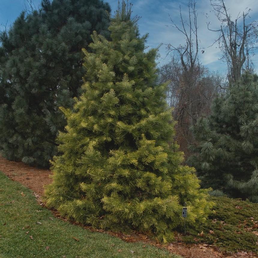 momi fir (Abies firma) plant — close-up photo