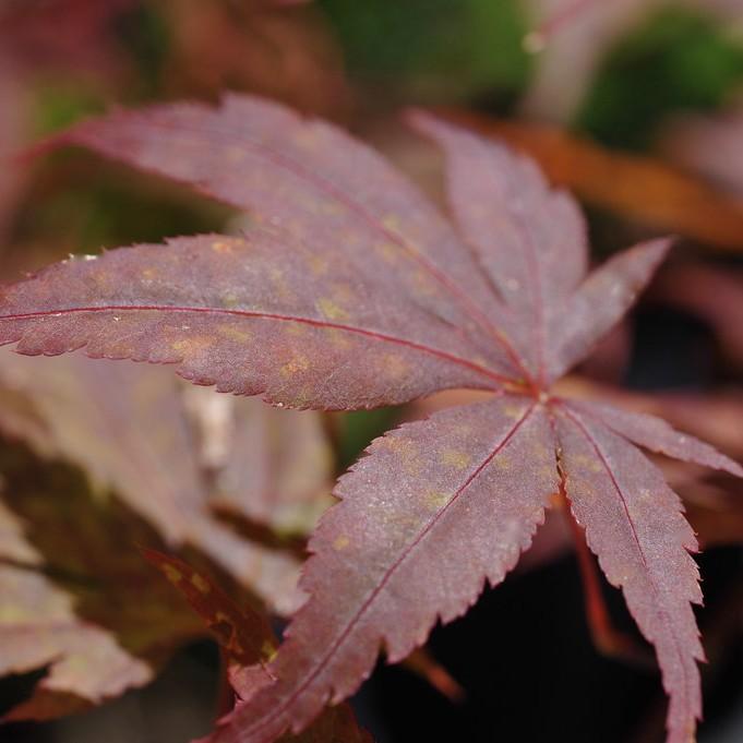 Moonfire Japanese Maple (Acer palmatum 'Moonfire') plant