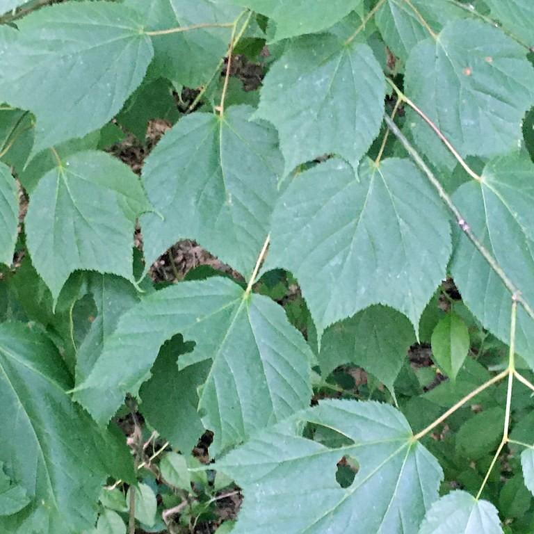 Moosewood (Acer pensylvanicum) plant — close-up photo