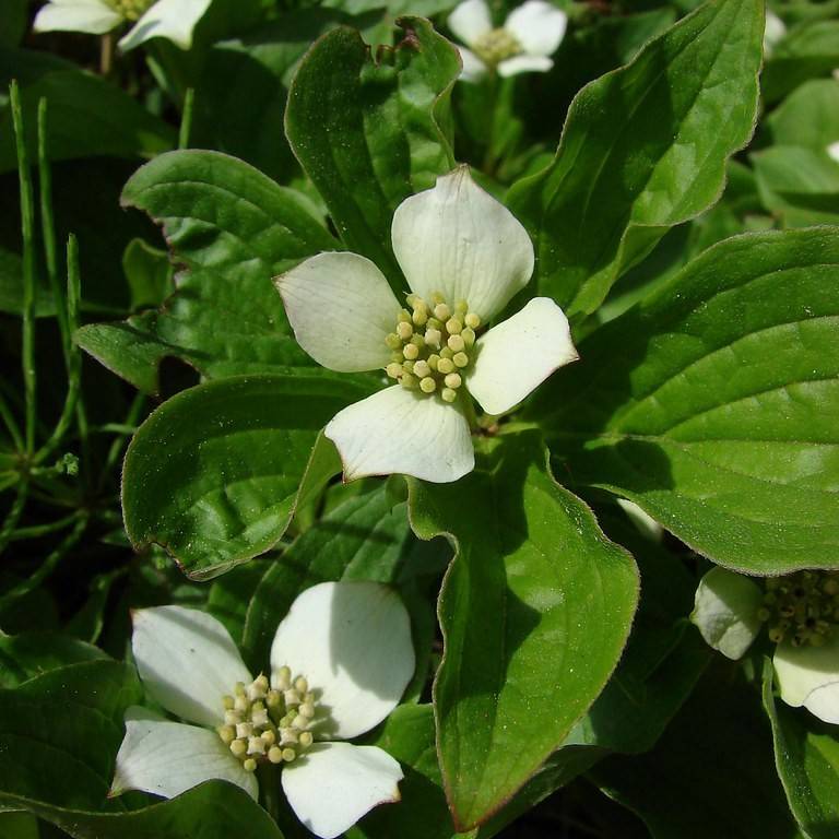 mountain dogwood (Cornus nuttallii) plant — close-up photo