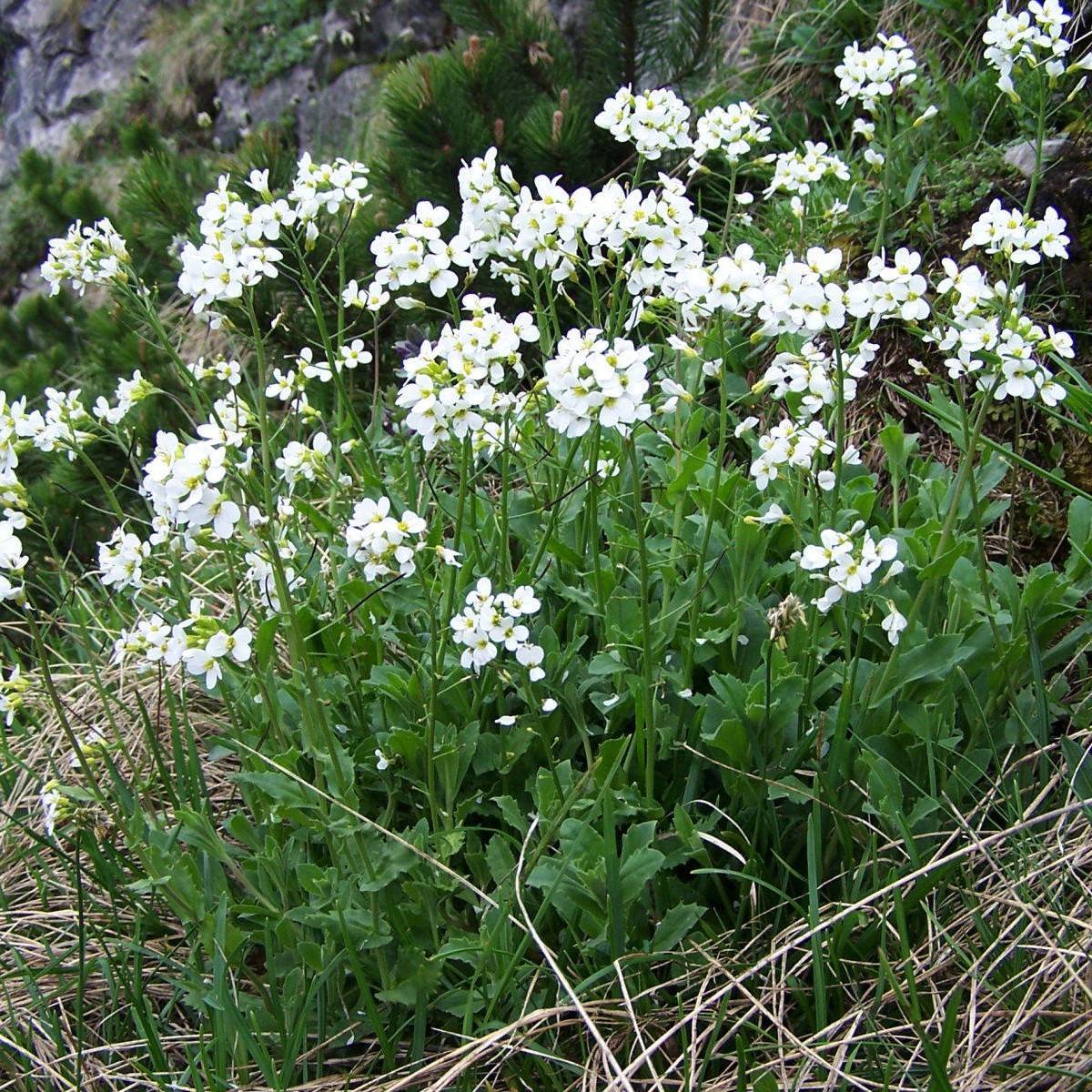 mountain rockcress (Arabis alpina subsp. caucasica 'Schneehaube' SNOWCAP) plant — close-up photo
