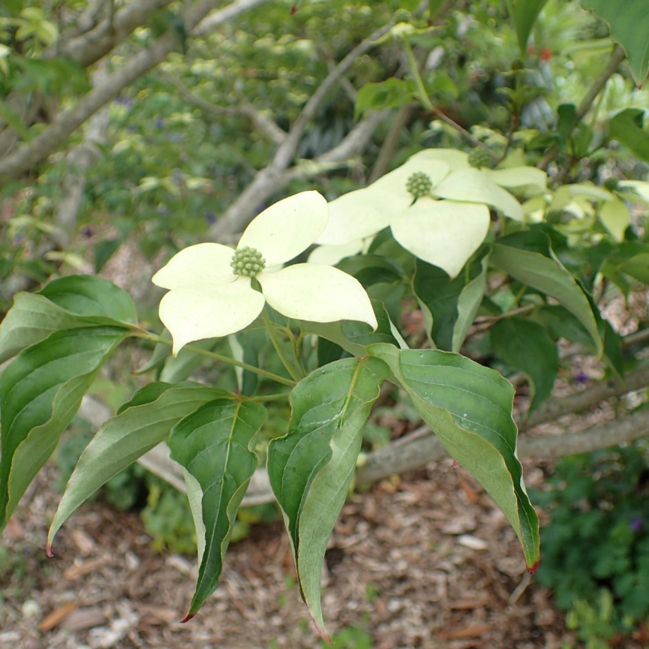 National Chinese Dogwood (Cornus kousa 'National') plant — close-up photo