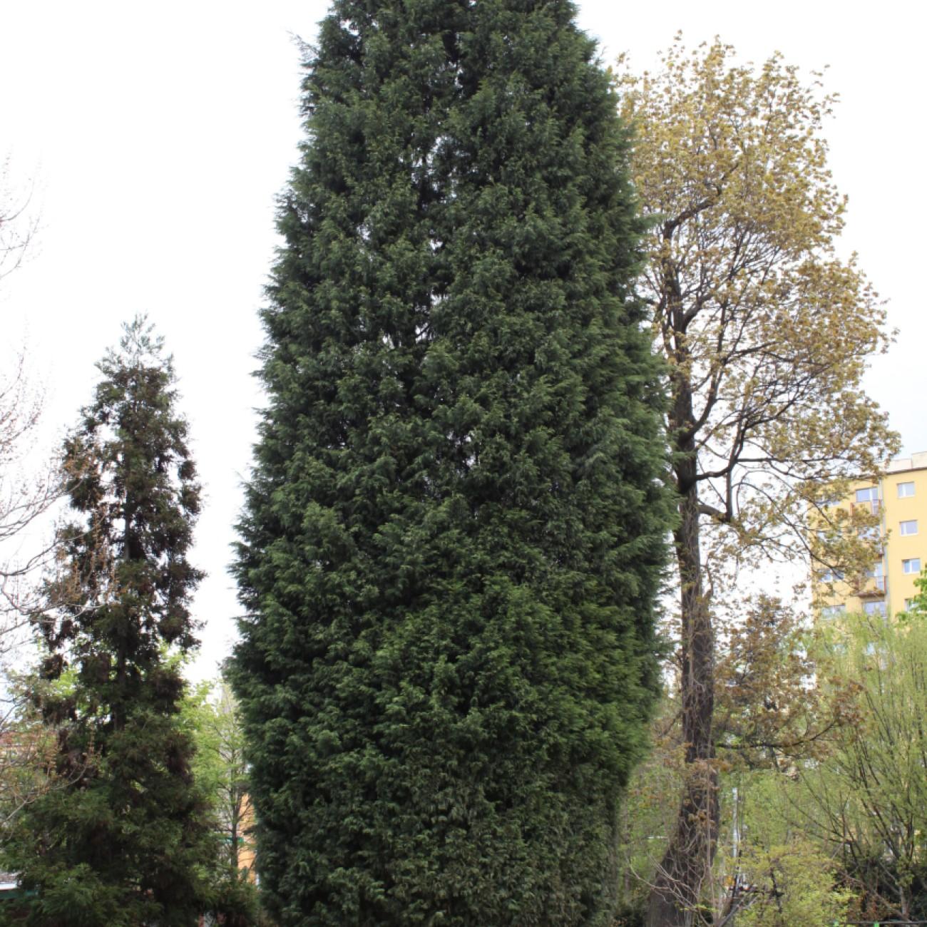 Naylor's Blue Leyland Cypress (Cupressocyparis x leylandii 'Naylor's Blue') plant — close-up photo