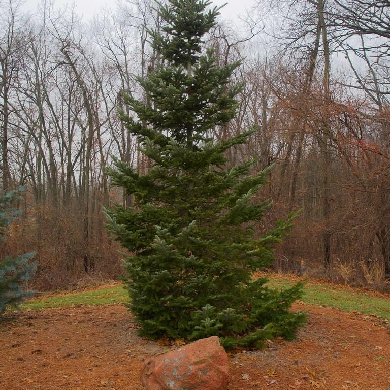 Nikko fir (Abies homolepis) plant — close-up photo