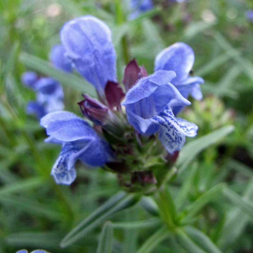 northern dragonhead (Dracocephalum ruyschiana) plant — close-up photo