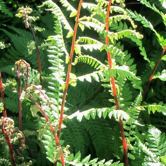 northern lady fern (Athyrium filix-femina var. angustum 'Lady in Red') plant — close-up photo