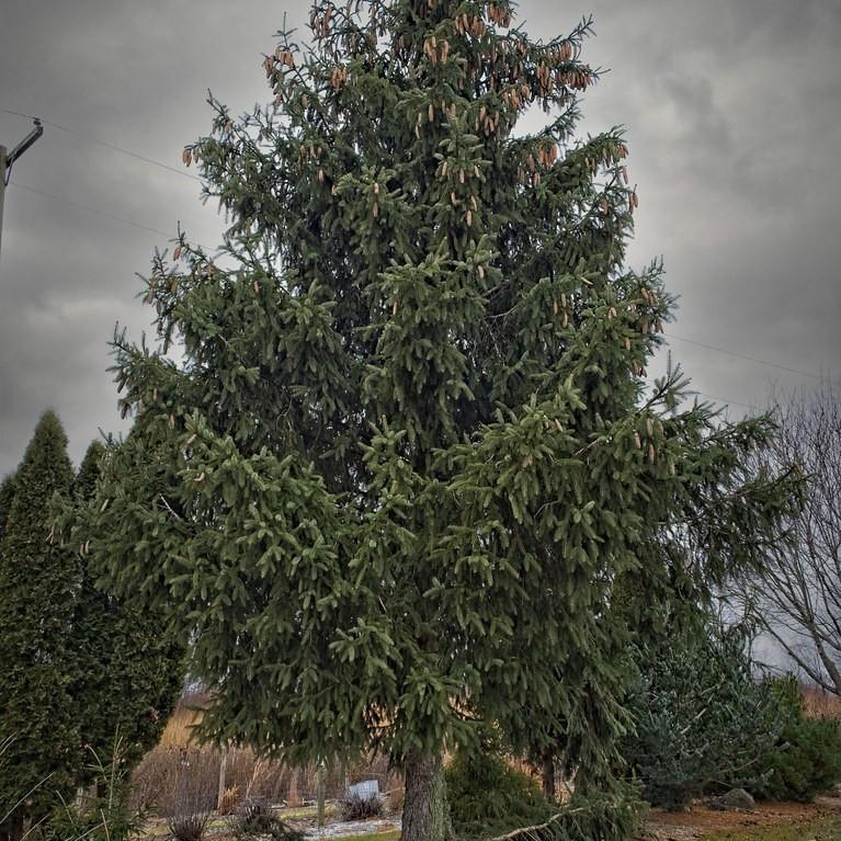 Norway Spruce (Picea abies) plant — close-up photo