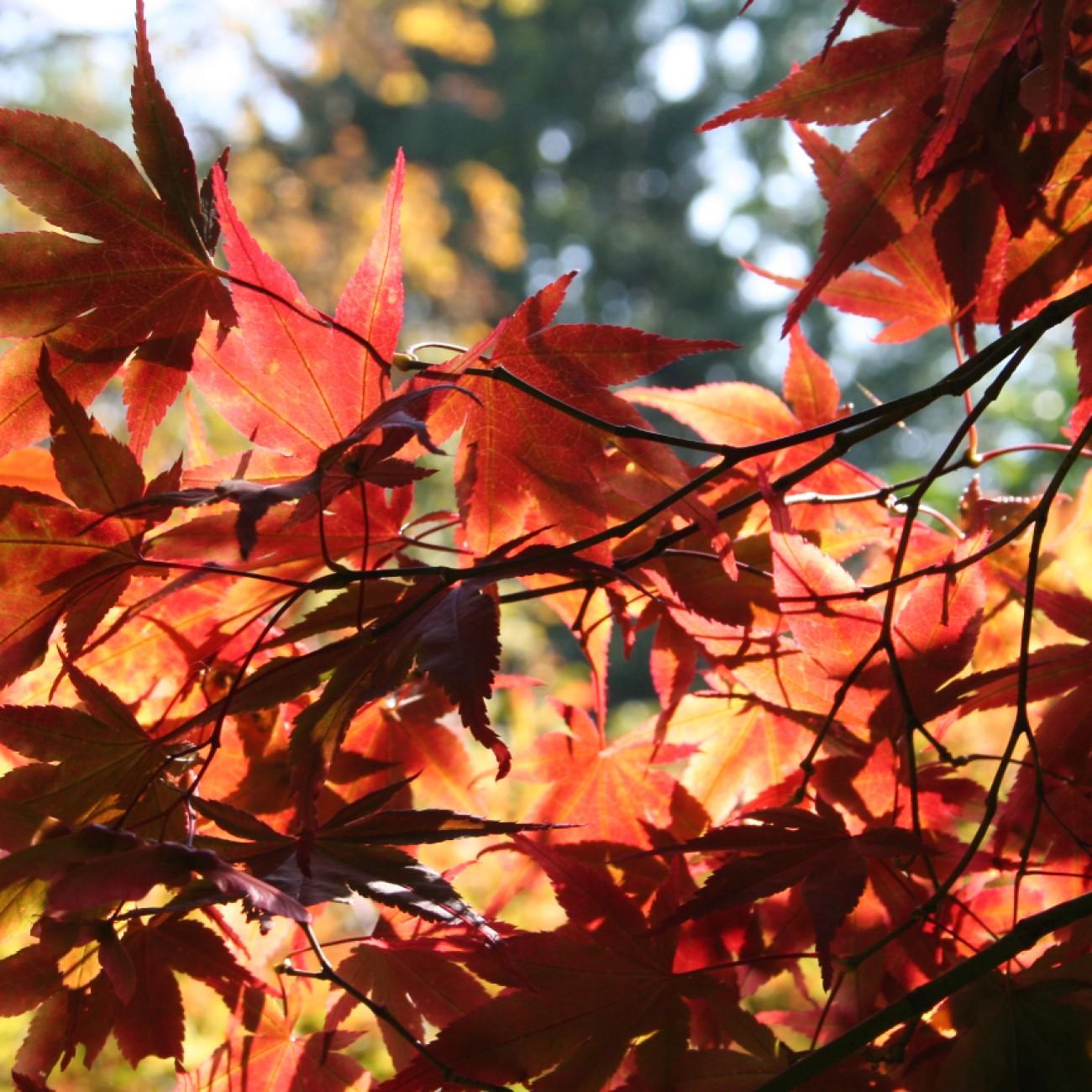 Nuresagi Japanese Maple (Acer palmatum 'Nuresagi') plant — close-up photo