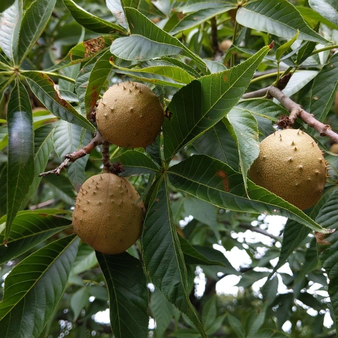 Ohio buckeye (Aesculus glabra 'Nana') plant — close-up photo