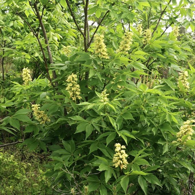 Ohio buckeye (Aesculus glabra) plant — close-up photo