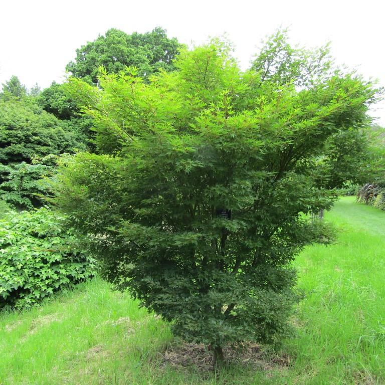 Okushimo Japanese Maple (Acer palmatum 'Okushimo') plant — close-up photo