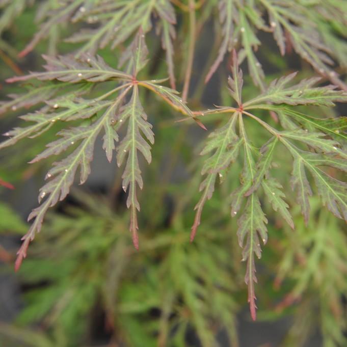 Orangeola Cutleaf Japanese Maple (Acer palmatum 'Orangeola') plant — close-up photo
