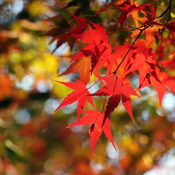 Oregon Sunset Japanese Maple (Acer palmatum 'Oregon Sunset') plant — close-up photo