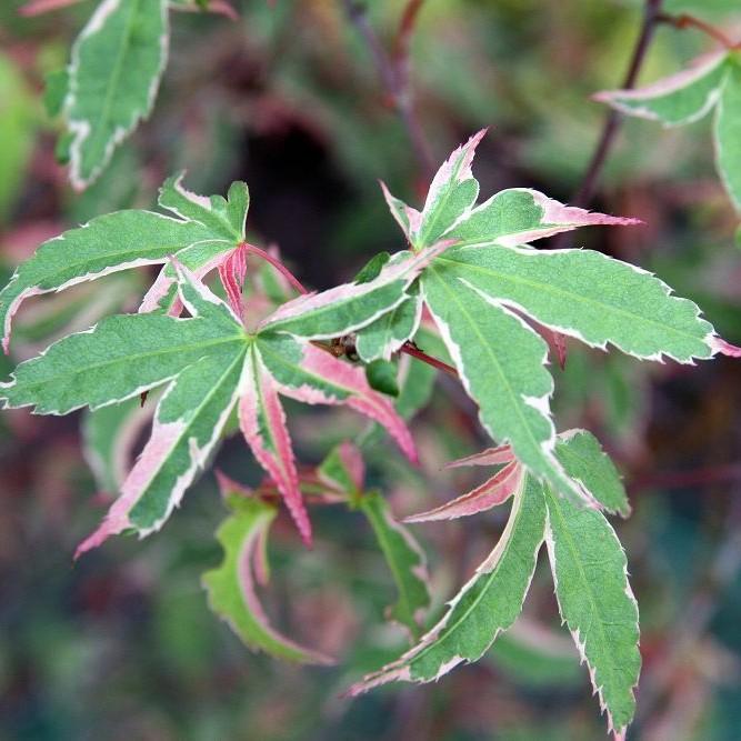 Oridono Nishiki Japanese Maple* (Acer palmatum 'Oridono Nishiki') plant — close-up photo