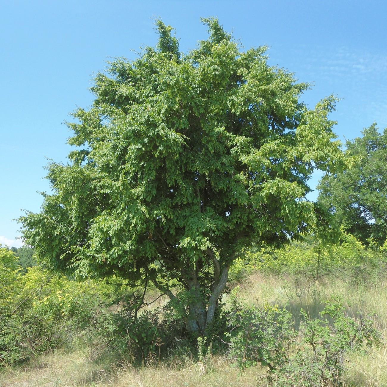 oriental hornbeam (Carpinus orientalis) plant — close-up photo