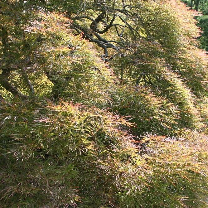 Ornatum Japanese Maple* (Acer palmatum 'Ornatum') plant — close-up photo