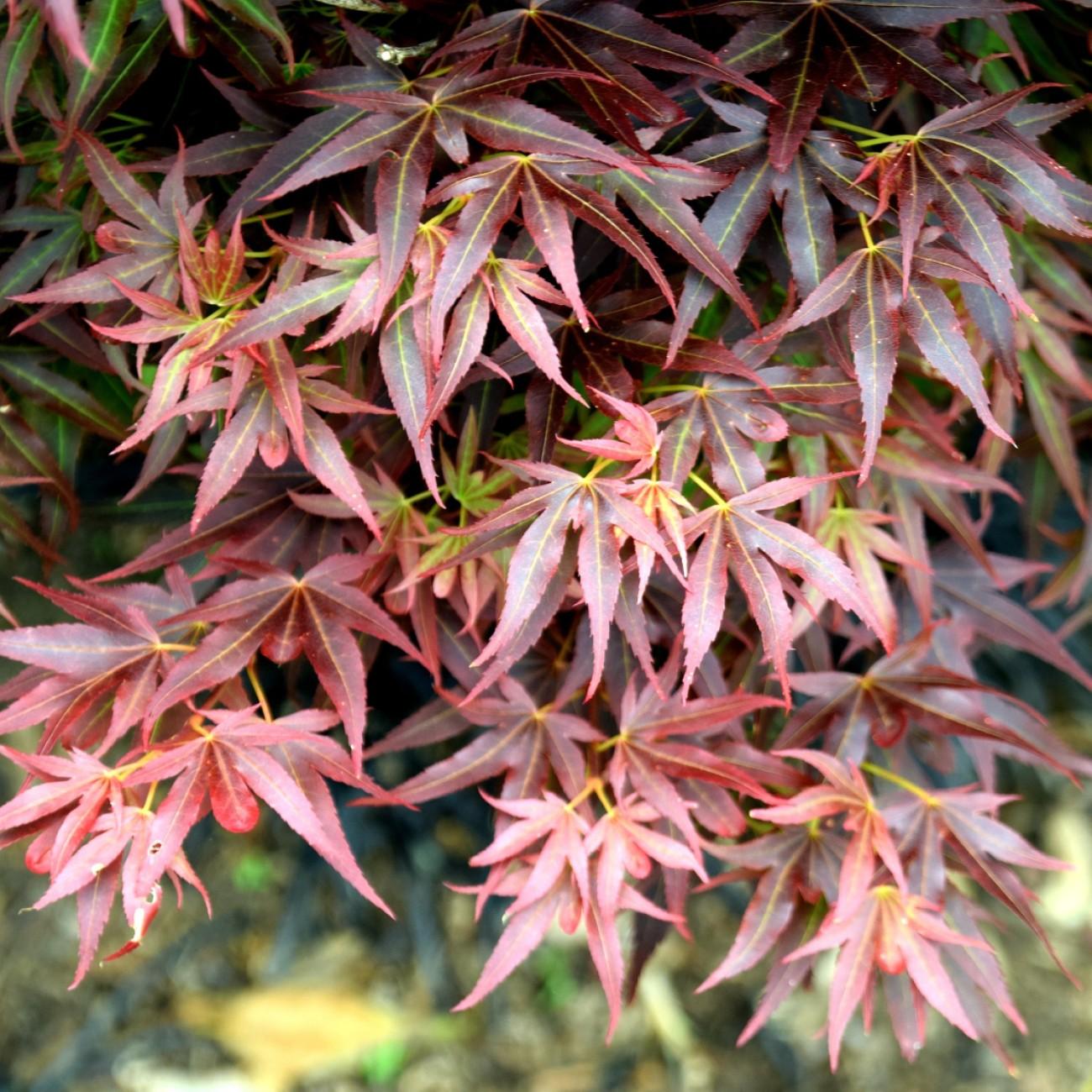 Otake Japanese Maple (Acer palmatum 'Otake') plant — close-up photo