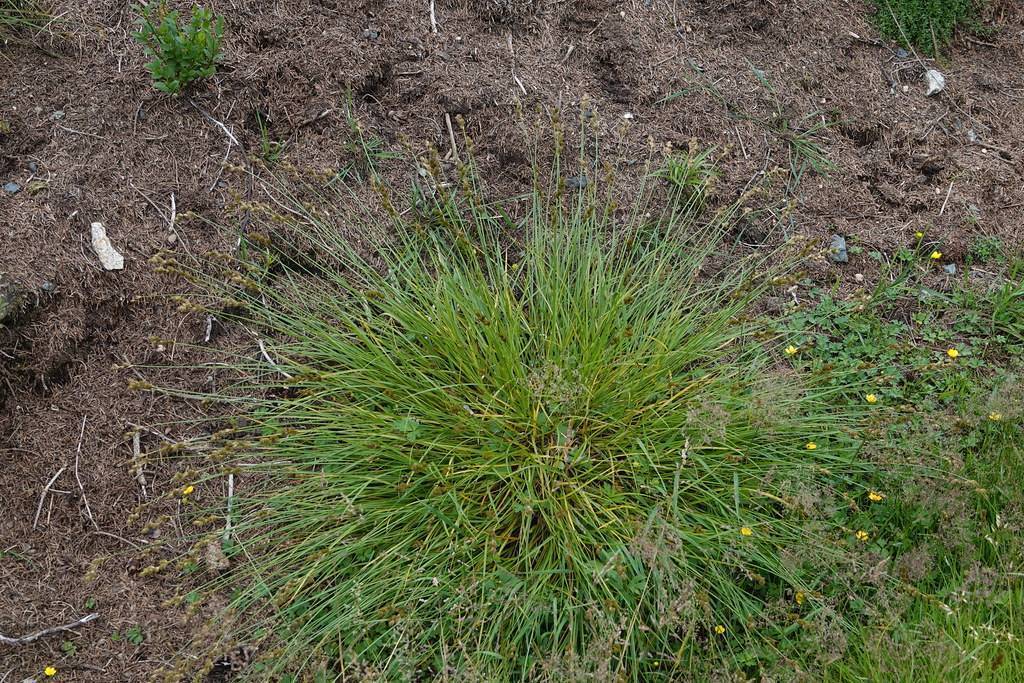 oval sedge (Carex leporina) plant — close-up photo