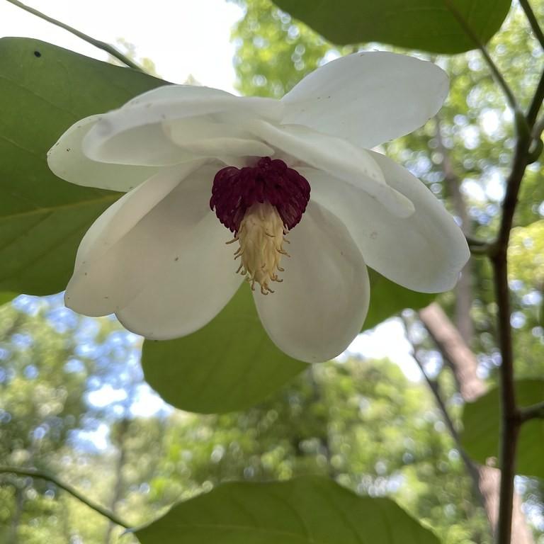 Oyama Magnolia (Magnolia sieboldii) plant — close-up photo