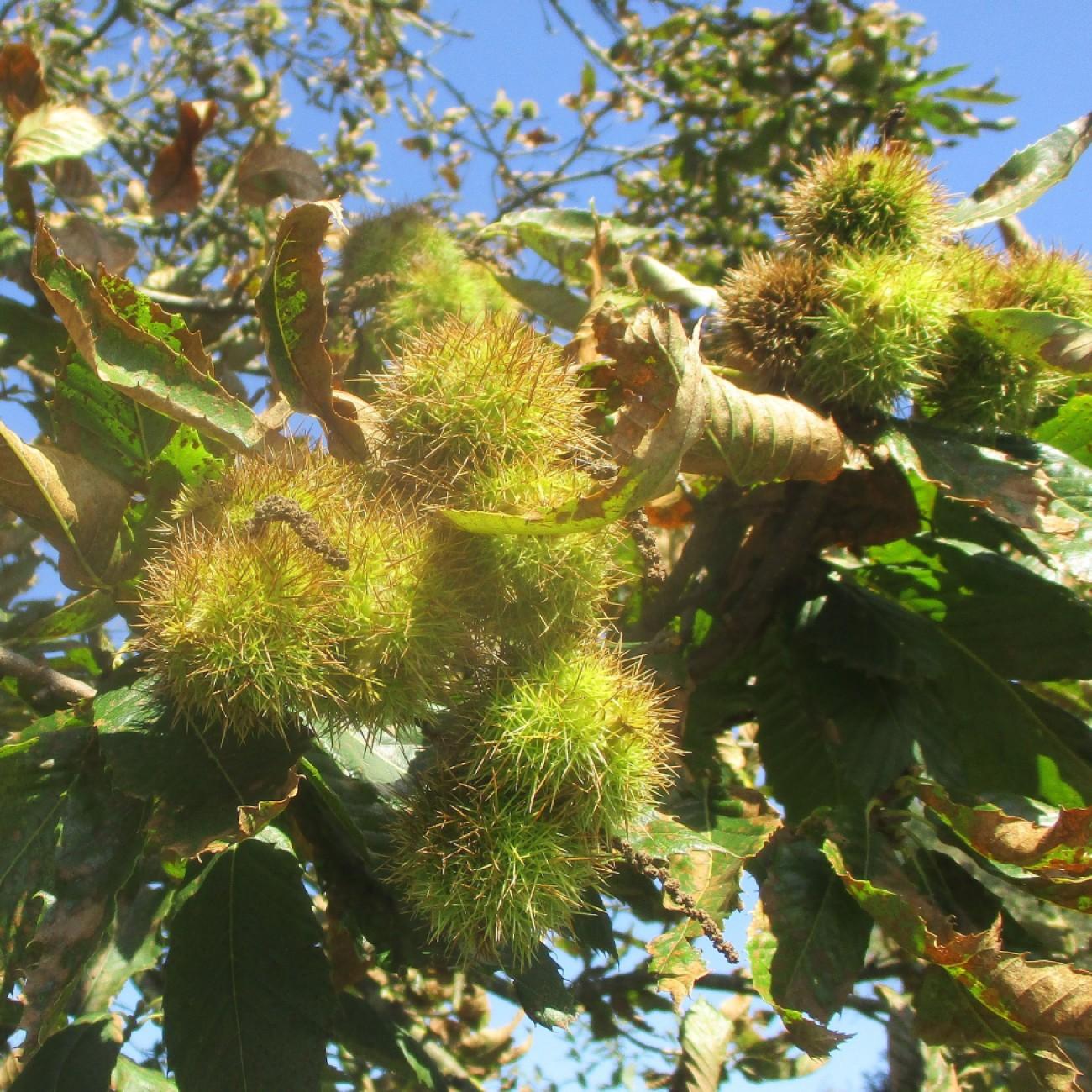 Ozark chinquapin (Castanea ozarkensis) plant — close-up photo