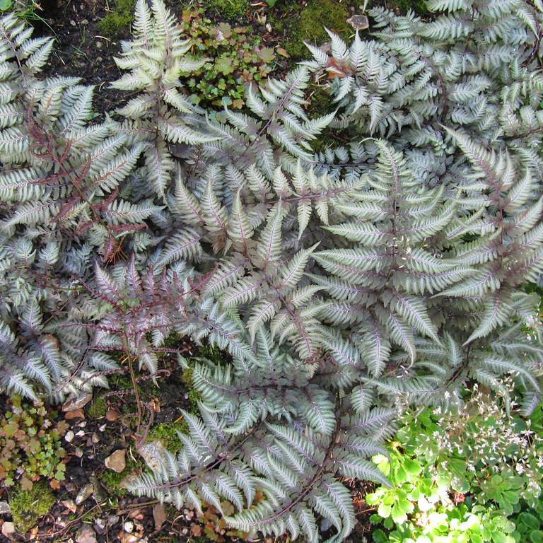 painted lady fern (Athyrium niponicum var. niponicum) plant — close-up photo