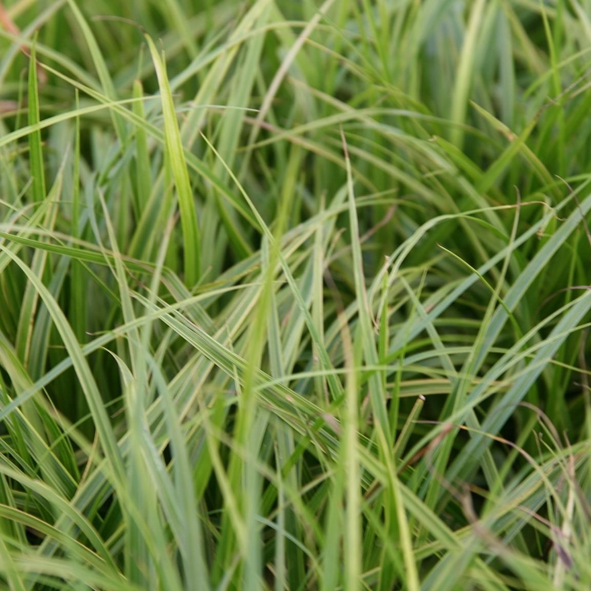 palm sedge (Carex muskingumensis 'Oehme') plant — close-up photo