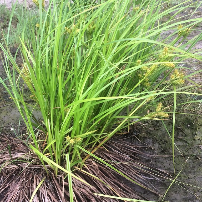 palm sedge (Carex muskingumensis 'Wachtposten') plant — close-up photo
