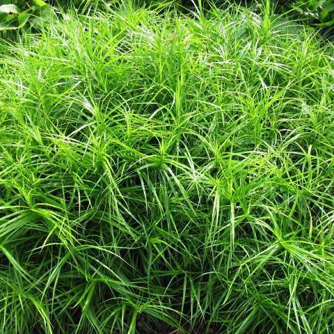 palm sedge (Carex muskingumensis) plant — close-up photo
