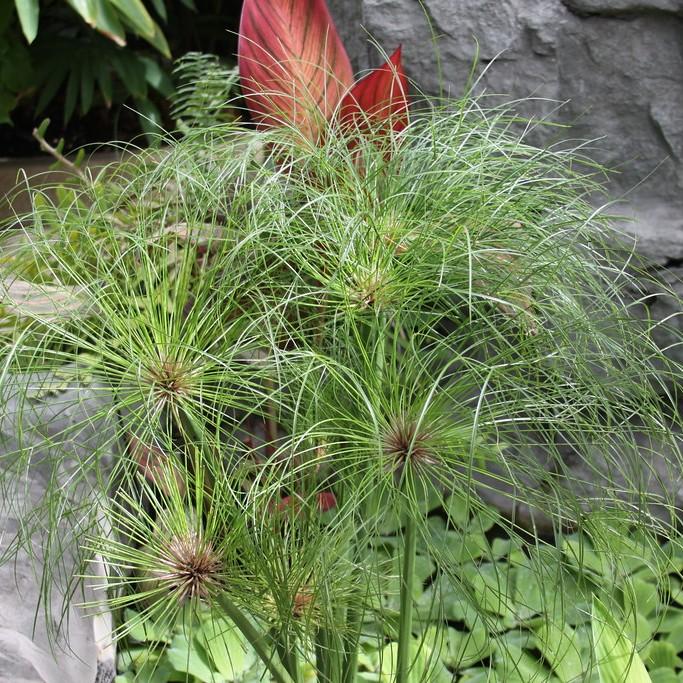 papyrus (Cyperus papyrus KING TUT) plant — close-up photo