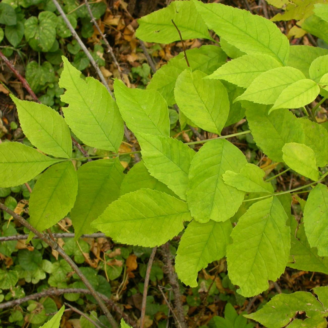 Patmore Green Ash (Fraxinus pennsylvanica 'Patmore') plant — close-up photo