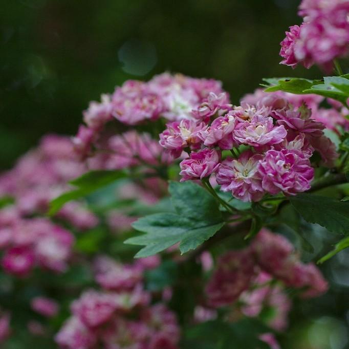Paul's Scarlet English Hawthorn (Crataegus laevigata 'Paul's Scarlet') plant — close-up photo