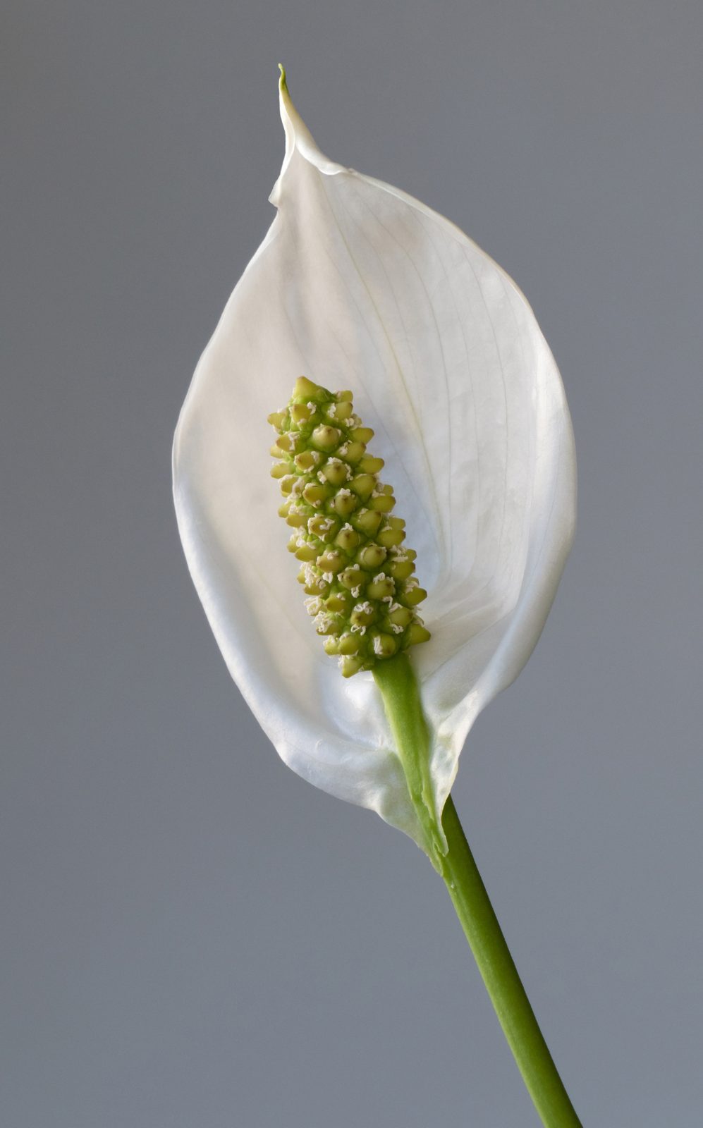 Peace Lily (Spathiphyllum wallisii) plant