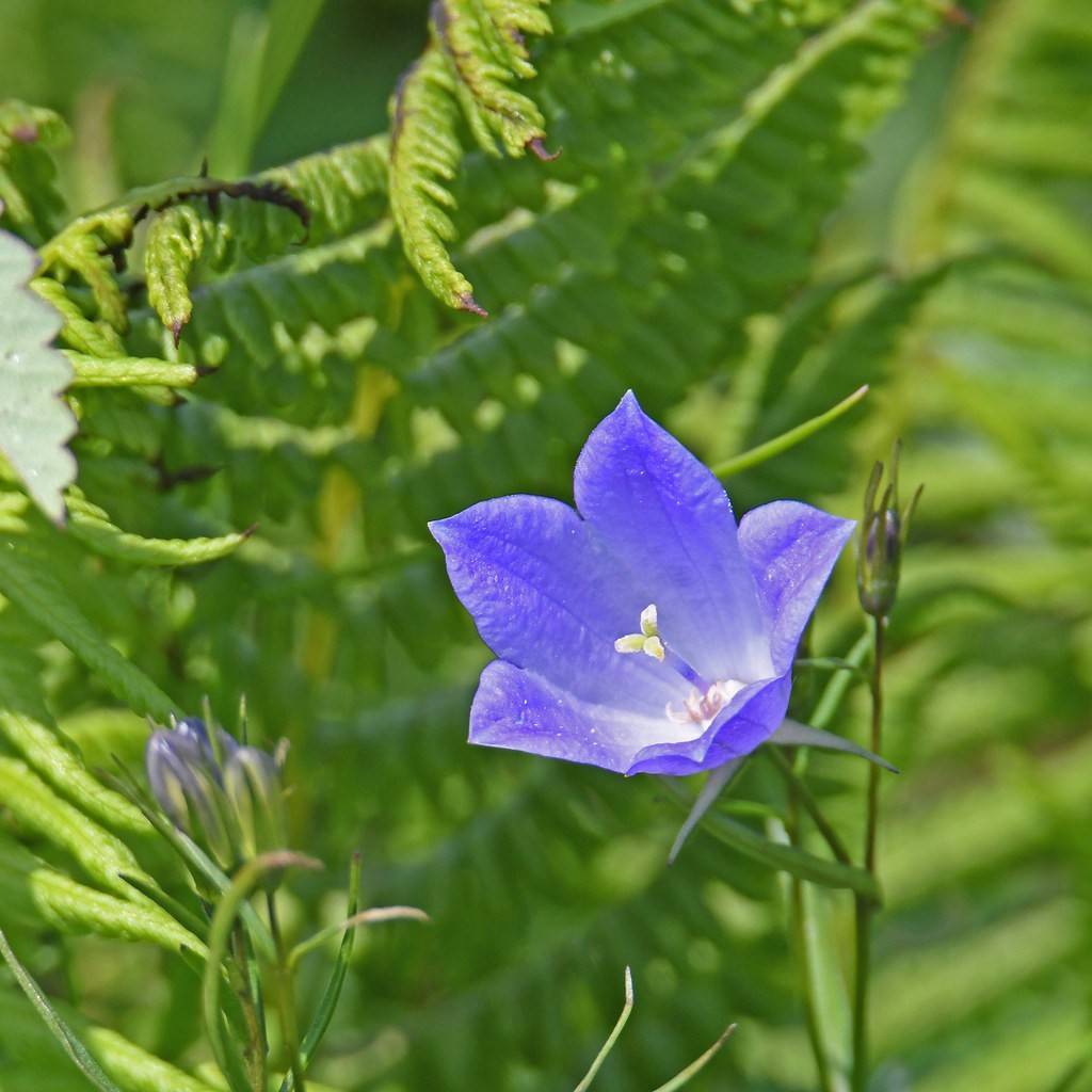 peach-leaved bellflower (Campanula persicifolia 'Chettle Charm') plant — close-up photo