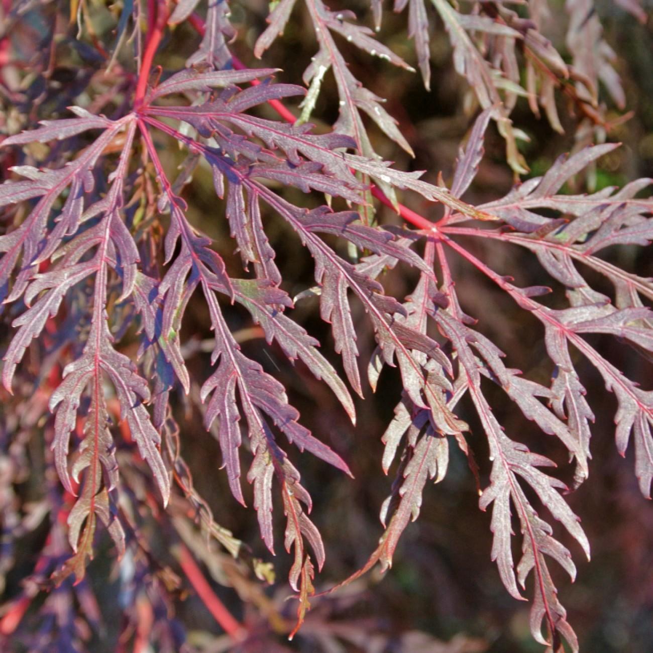 Pendulum Julian Japanese Maple* (Acer palmatum 'Pendulum Julian') plant — close-up photo