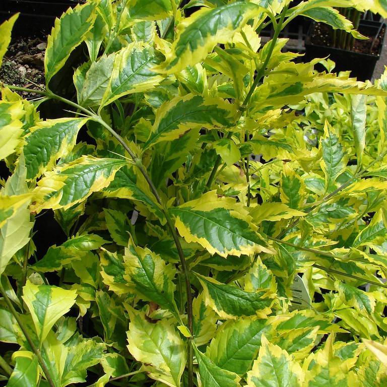 pigeon berry (Duranta erecta 'Gold Edge') plant — close-up photo
