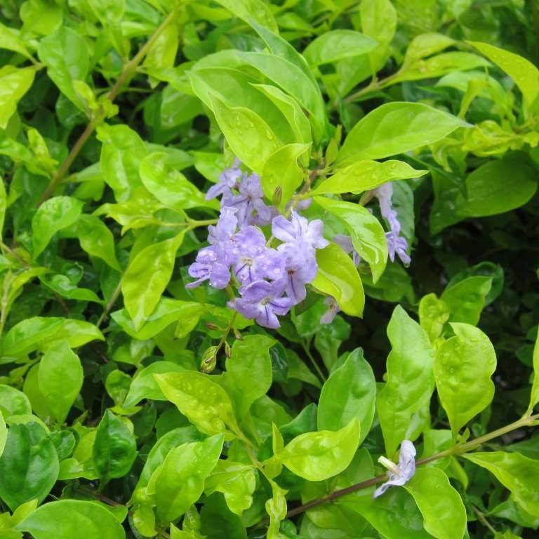 pigeon berry (Duranta erecta 'Cuban Gold') plant — close-up photo