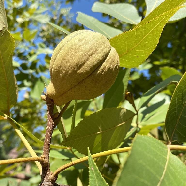 pignut (Carya glabra) plant — close-up photo